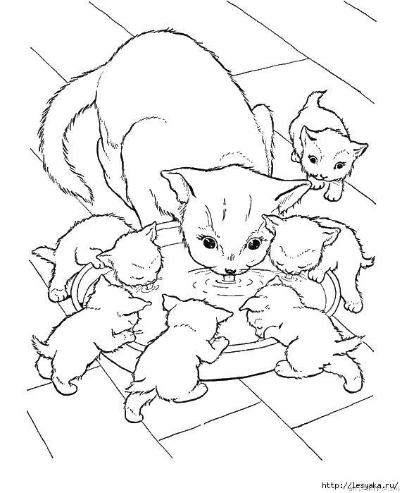 Coloring Cat and kittens with a bowl. Category seals. Tags:  cat, kittens, bowl, milk.