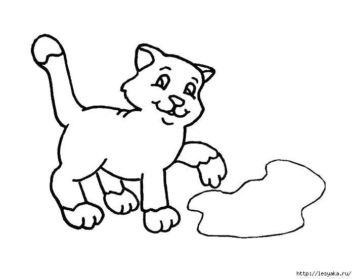 Название: Раскраска Кошка и лужа. Категория: котики. Теги: кошка, лужа, лапы.