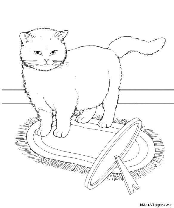 Название: Раскраска Кошка и зеркало. Категория: котики. Теги: кошка, зеркало, ковер.