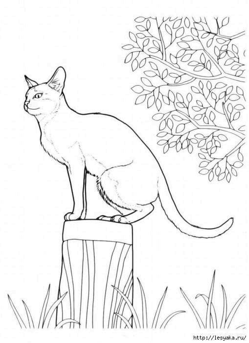 Название: Раскраска Кошка на пеньке. Категория: Кошка. Теги: кошка, кошки, пенек.