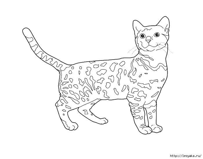 Coloring Cat. Category seals. Tags:  cats, cat, animals, kitty.