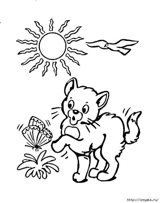 Coloring Kitten and butterfly. Category kittens. Tags:  kittens, cats, nature, animals.
