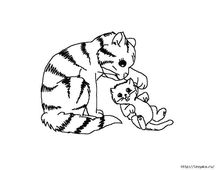 Coloring Kitten and cat. Category seals. Tags:  cat, kitten.