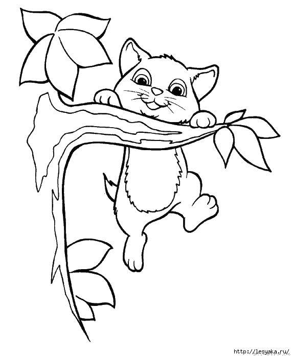 Название: Раскраска Котенок на ветке. Категория: котики. Теги: котенок, ветка, листья.