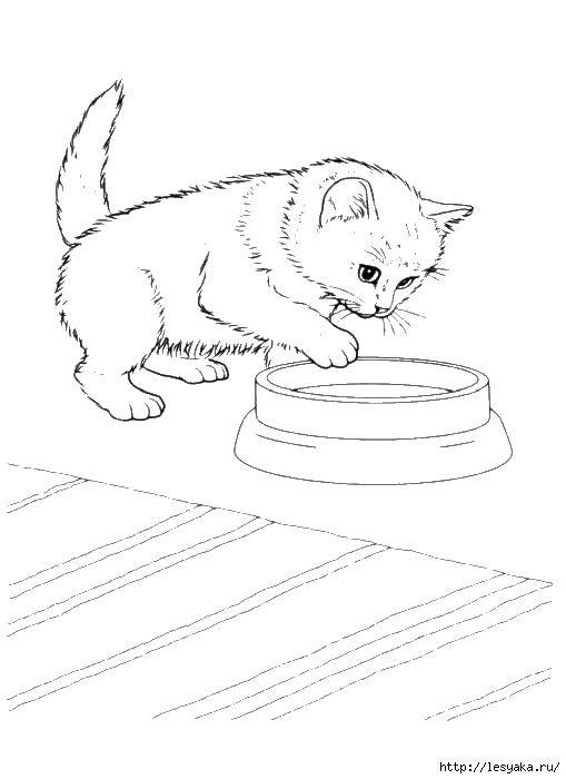 Название: Раскраска Котенок у миски. Категория: котята. Теги: котята, кошки, животные.