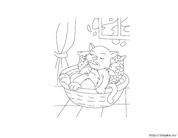 Coloring Kitten in the basket. Category seals. Tags:  kitten, basket, pillow.