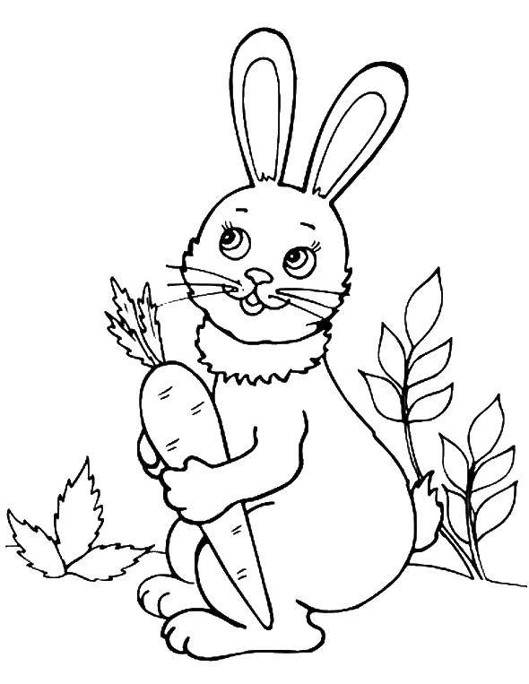 Название: Раскраска Крольчонок с морковкой. Категория: Животные. Теги: животные, кролик, заяц.