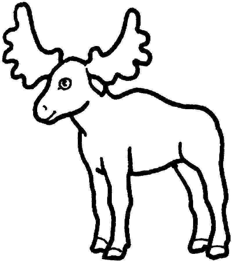 Coloring Calf. Category animals. Tags:  Animals, elk.