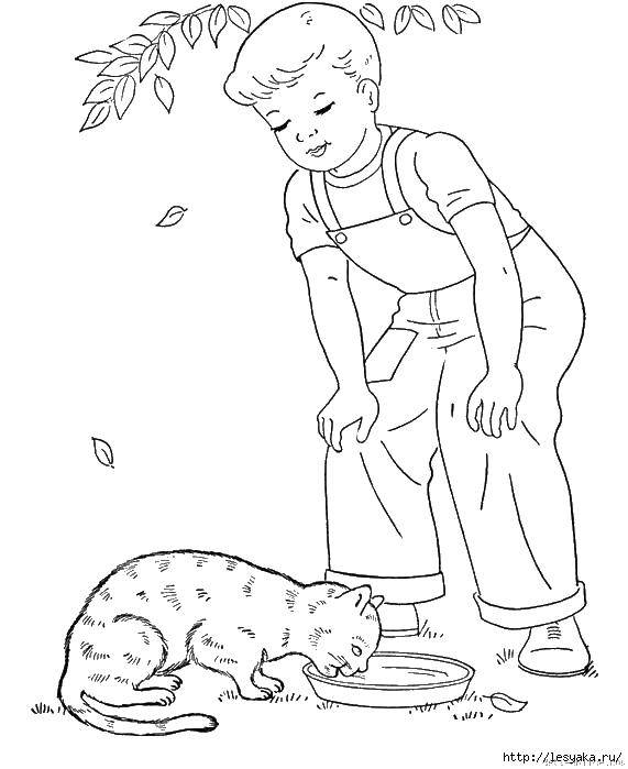 Coloring The boy feeds the cat. Category seals. Tags:  seals, cats, boy.