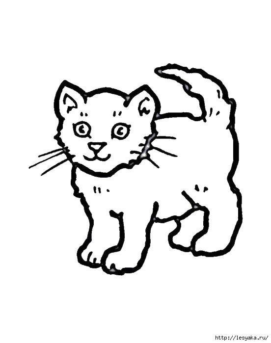 Название: Раскраска Маленький котенок. Категория: Животные. Теги: животные, кошки, котята.