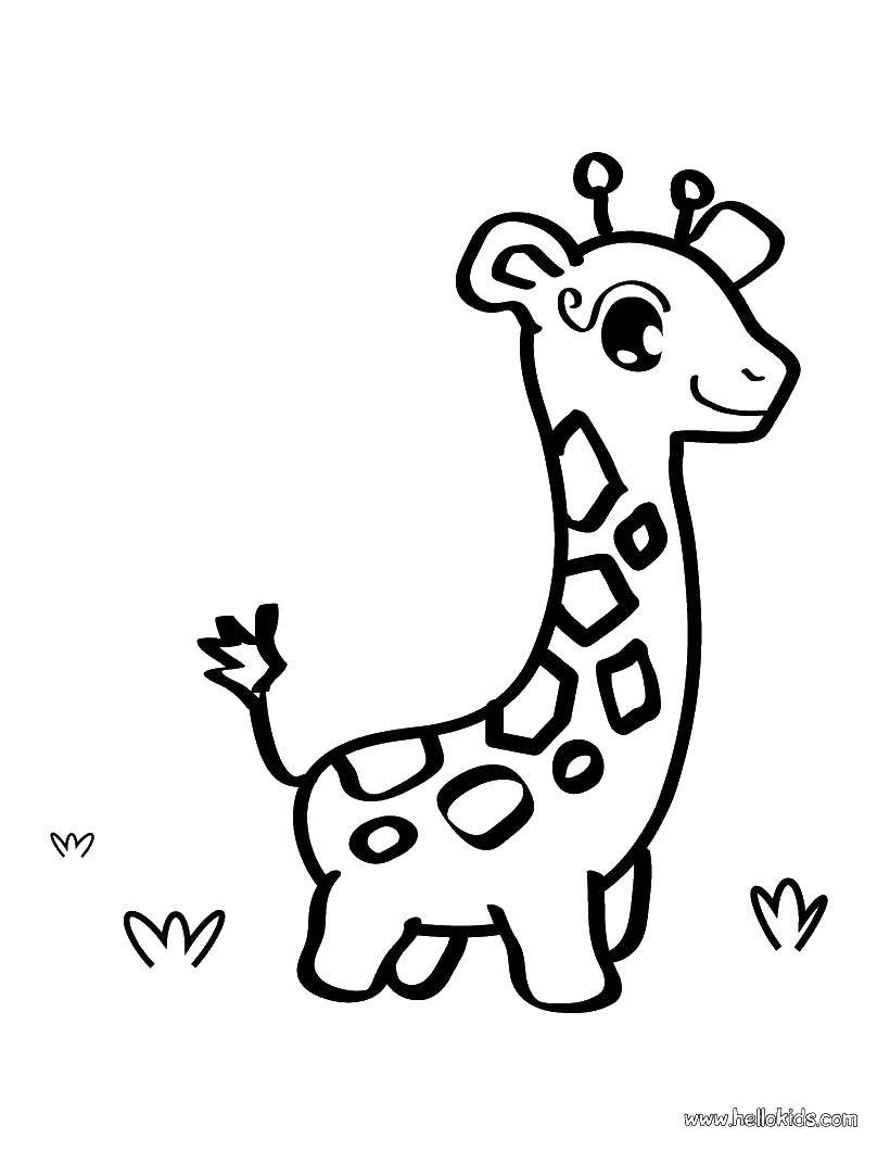 Название: Раскраска Малютка жираф. Категория: жираф. Теги: животные, жираф.