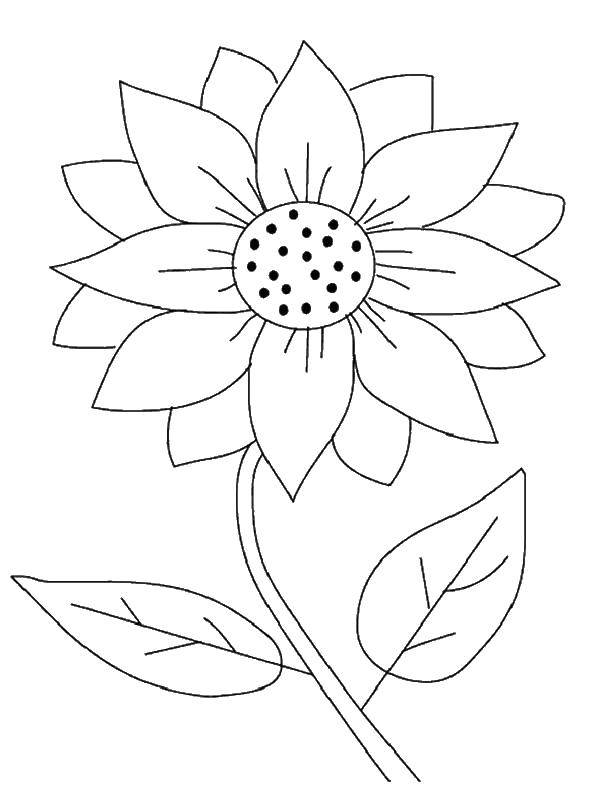 Coloring Single sunflower. Category flowers. Tags:  sunflower, petals, leaves.