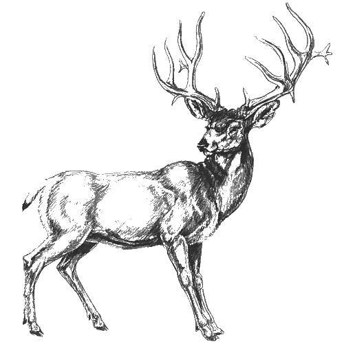 Coloring Deer and horn. Category how to draw an animal in stages. Tags:  the deer, horns.