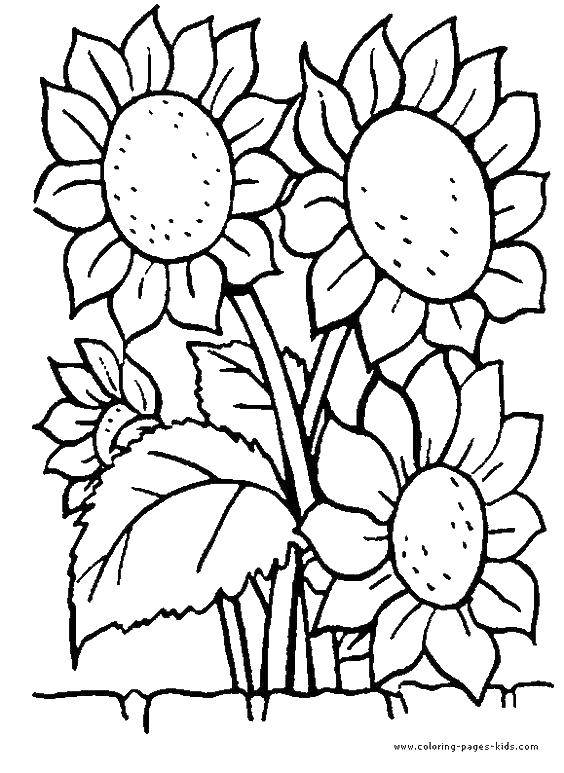 Coloring Sunflowers. Category plants. Tags:  plants, nature, sunflowers.