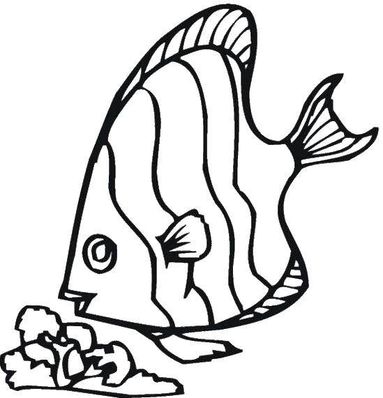 Название: Раскраска Полосатая рыба. Категория: рыбы. Теги: рыбы, рыбки, морское.