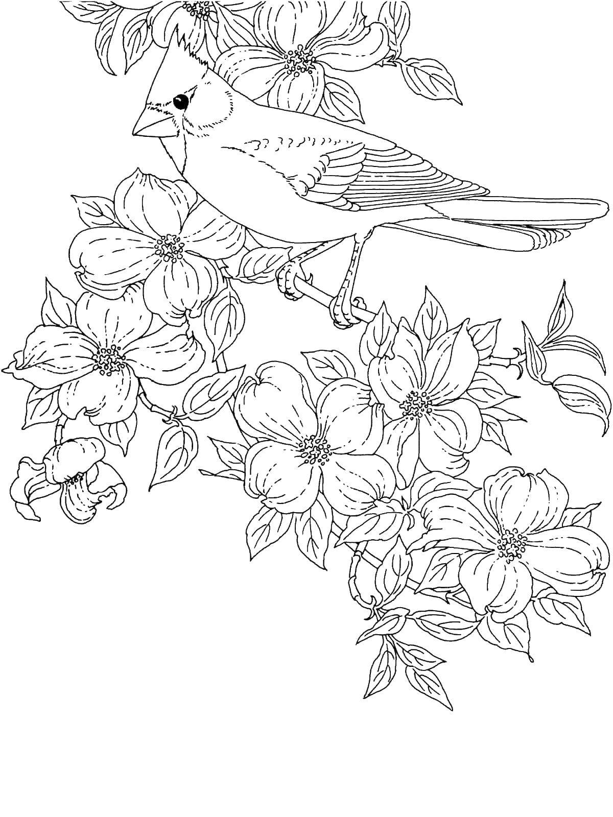 Coloring Bird and flowers. Category flowers. Tags:  flowers, birds, plants.