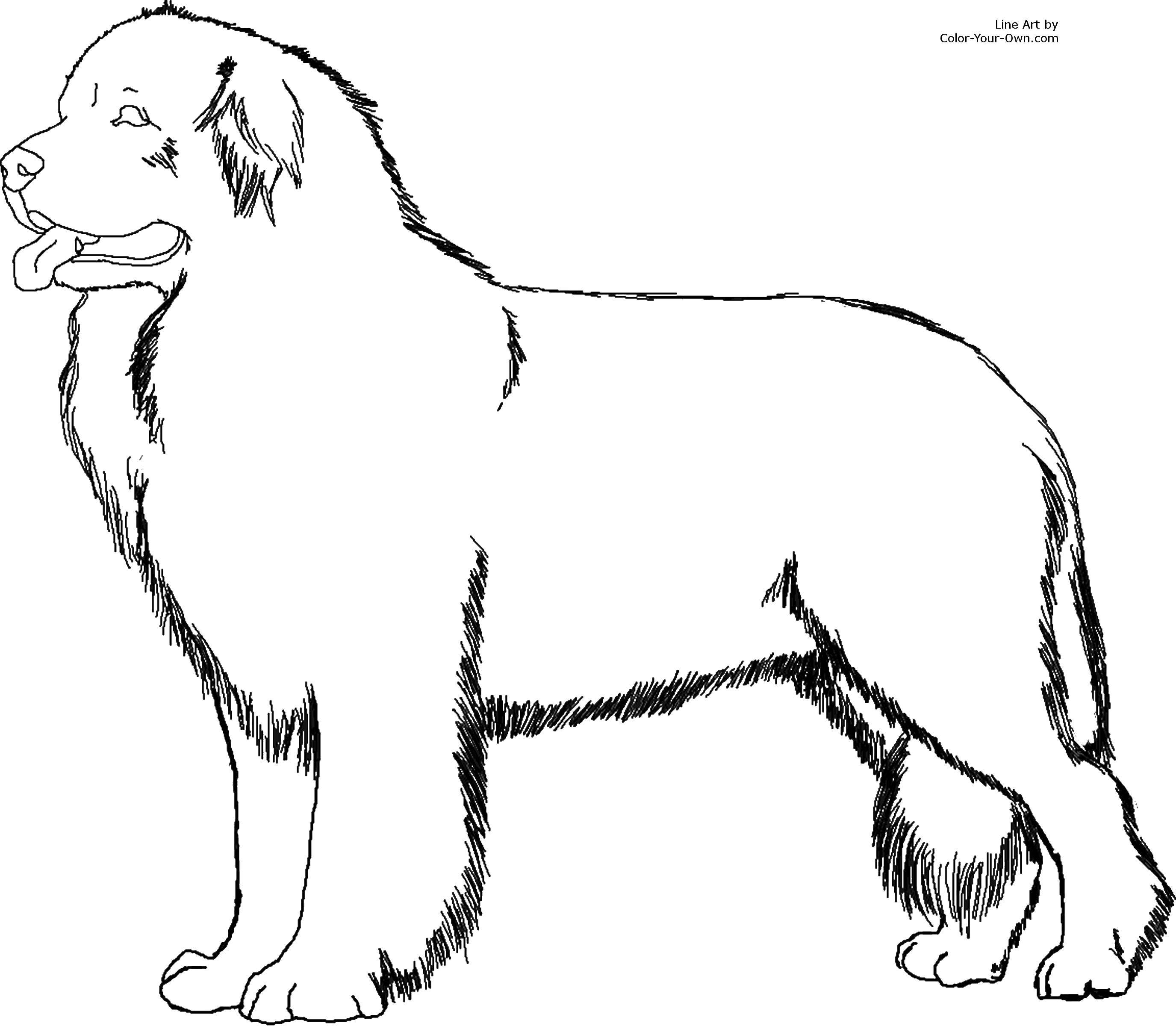 Название: Раскраска Пушистый пес. Категория: собаки. Теги: собаки, псы, пес.