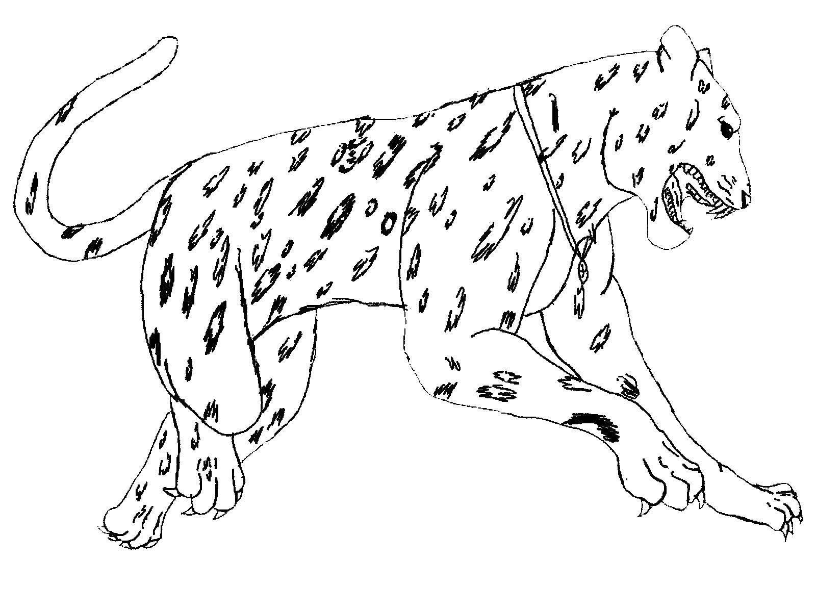 Название: Раскраска Пятнистый леопард готовится напасть. Категория: животные. Теги: Животные, леопард.