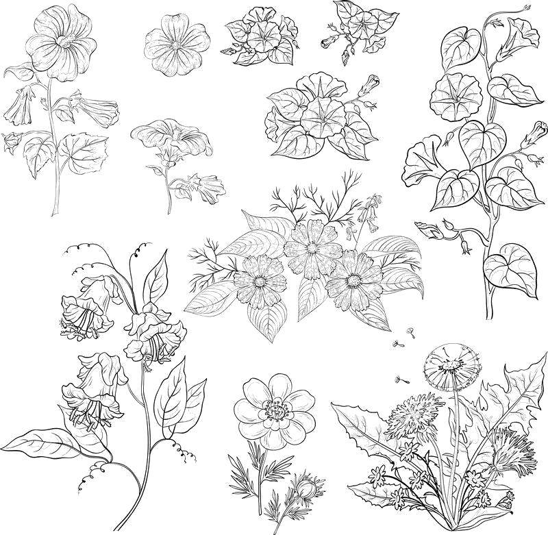 Coloring Different plants. Category flowers. Tags:  flowers, plants.