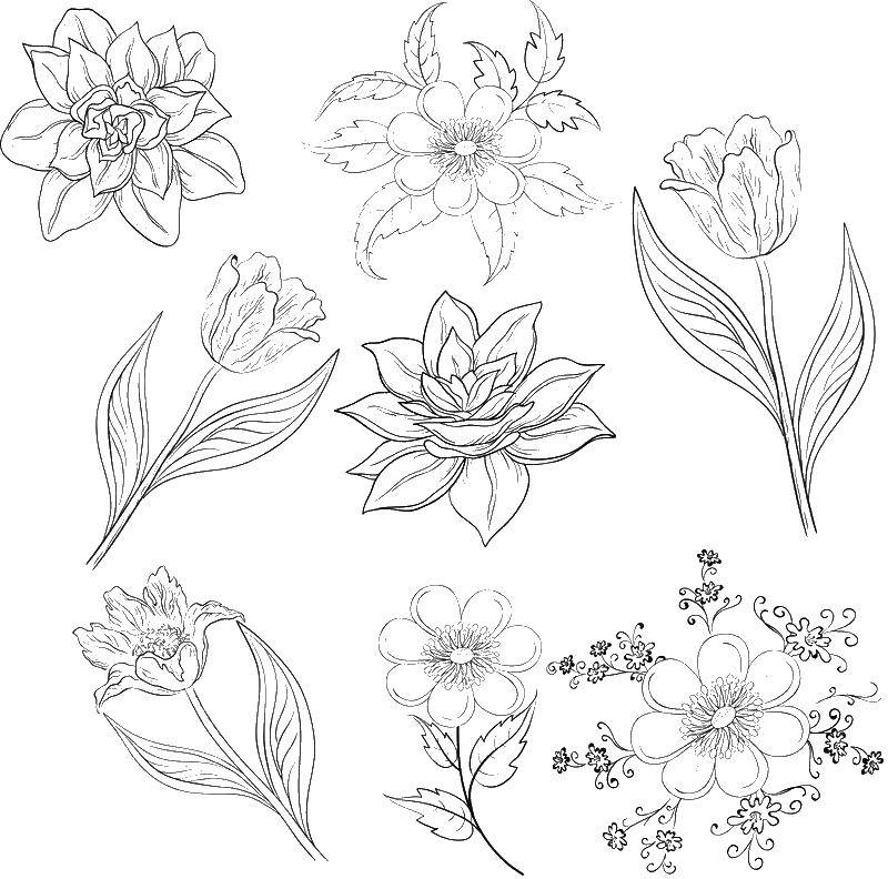 Coloring Different types of flowers. Category flowers. Tags:  flowers, plants, flower.