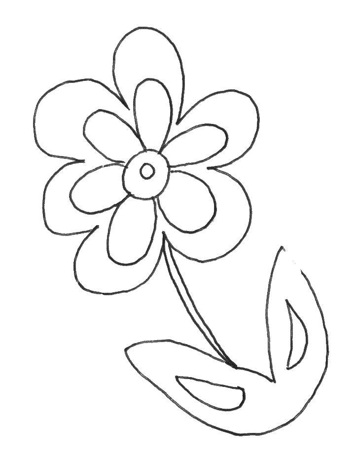 Coloring Daisy. Category Flowers. Tags:  chamomile.