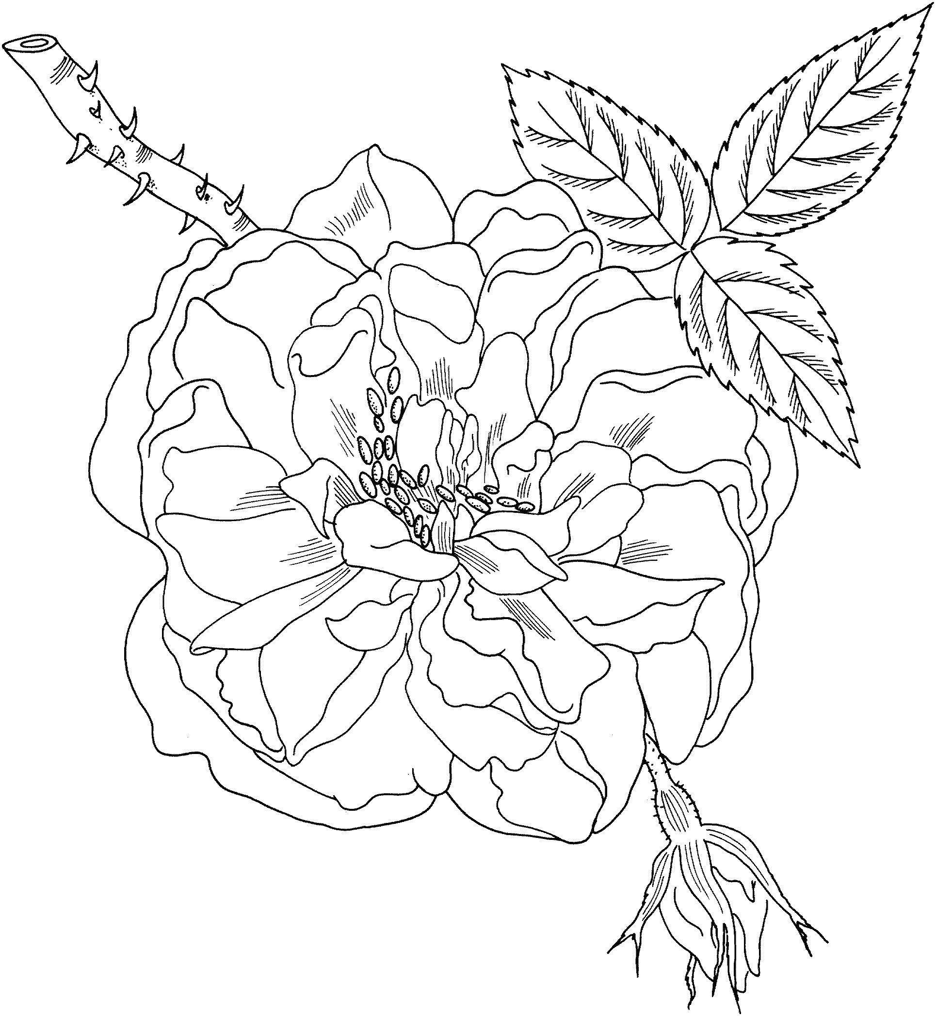 Coloring Rose with thorns. Category flowers. Tags:  rose, thorns, leaves.