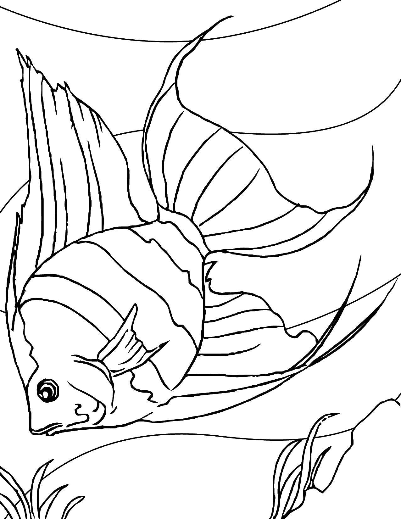 Coloring Fish with large fins. Category fish. Tags:  fish, fin, tail.