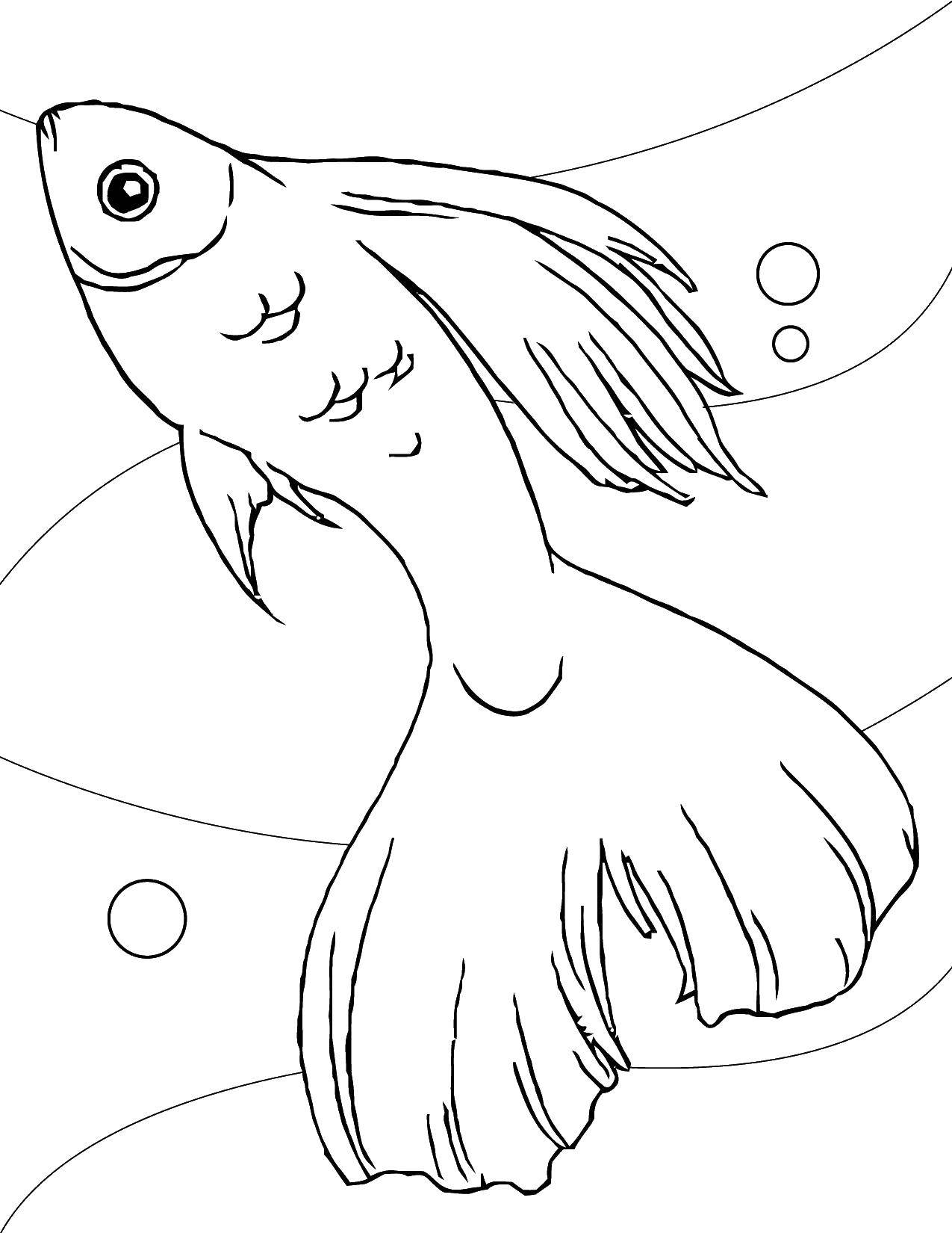 Название: Раскраска Рыбка с красивым хвостом. Категория: рыбы. Теги: рыбы, рыбки.