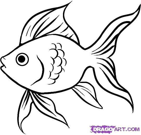 Coloring Goldfish. Category fish. Tags:  fish, fin, tail.