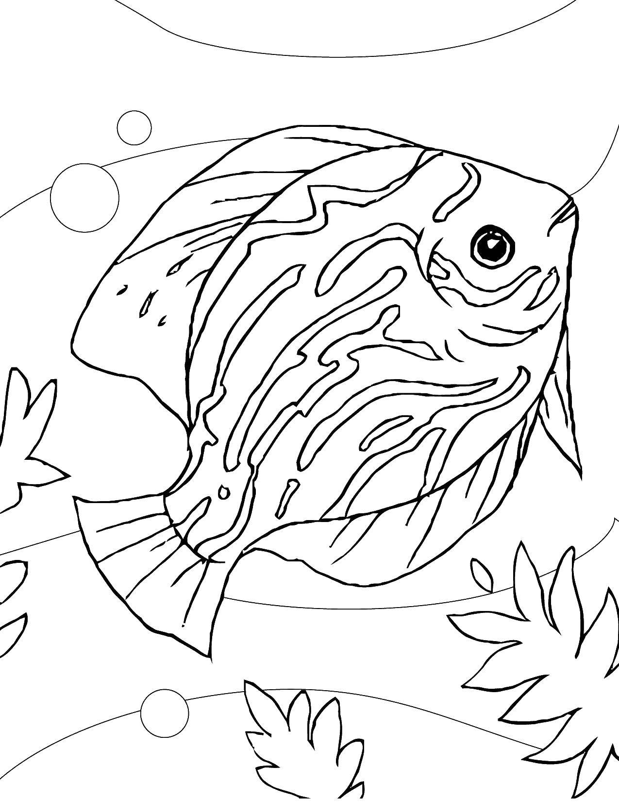 Coloring Fish. Category fish. Tags:  fish, fishes, water.