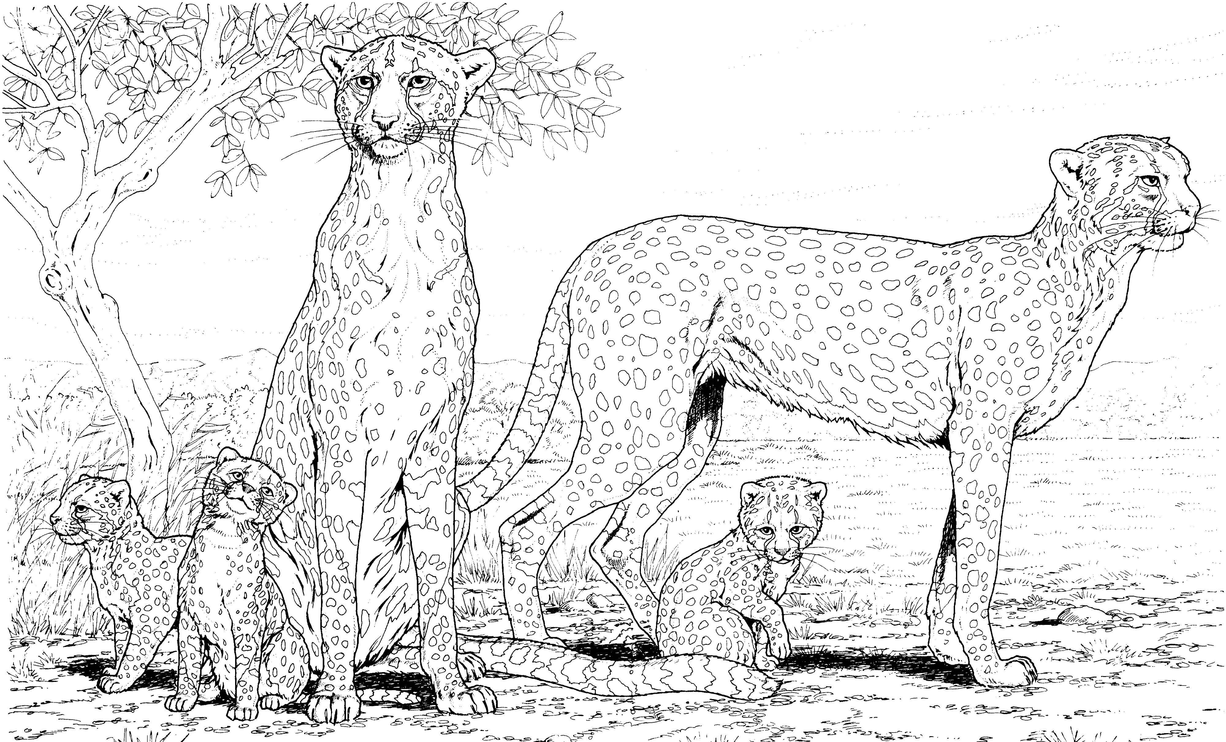 Название: Раскраска Семья леопардов. Категория: Животные. Теги: животные, леопарды.