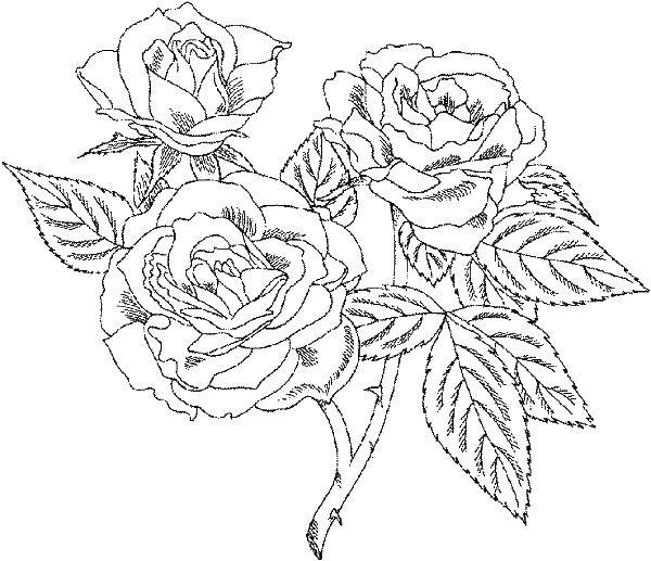 Название: Раскраска Три розы с шипами. Категория: цветы. Теги: роза, шипы, листья.