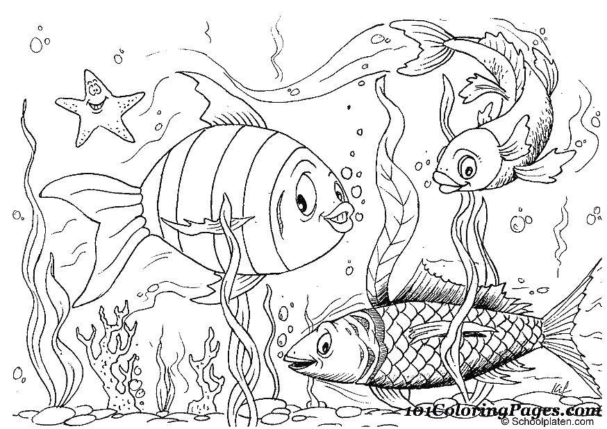 Coloring Three fish and a starfish. Category fish. Tags:  fish, star, algae.