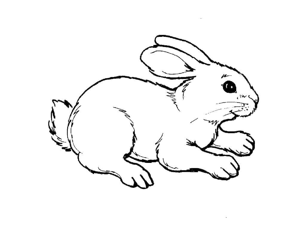 Coloring Cowardly hare. Category animals. Tags:  Animals, Bunny.
