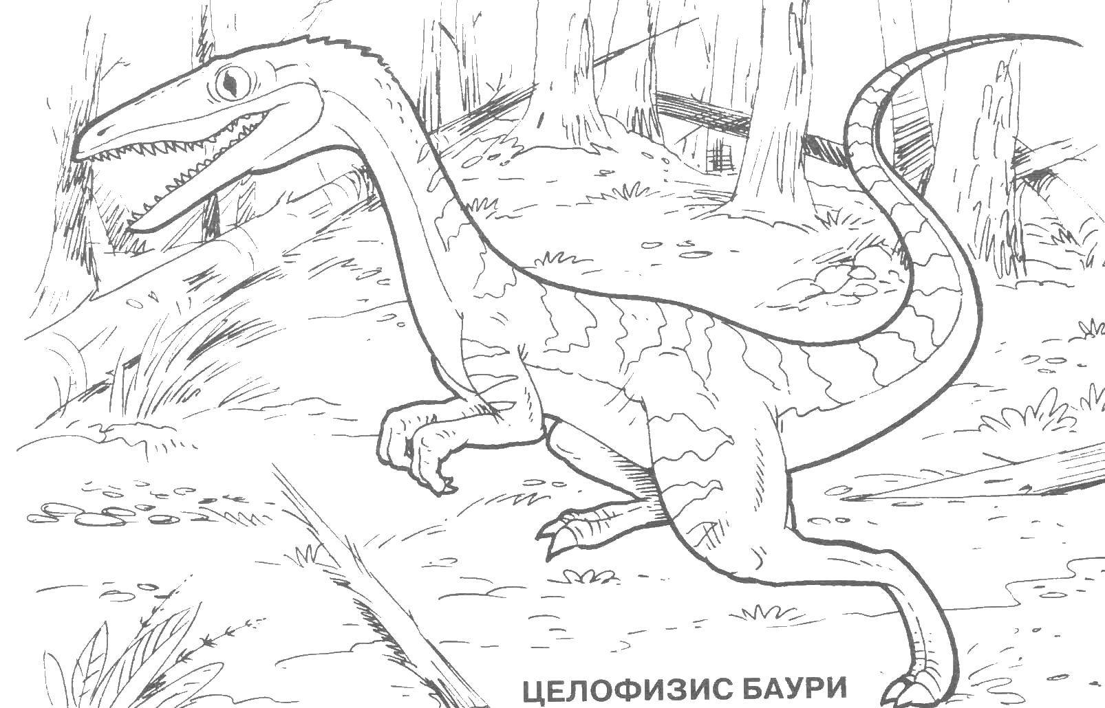 Название: Раскраска Целофизис баури. Категория: парк юрского периода. Теги: динозавр, клыки, хвост.