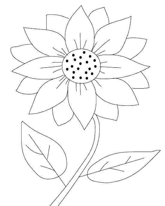 Coloring Flower sunflower. Category flowers. Tags:  flower, seeds, petals.