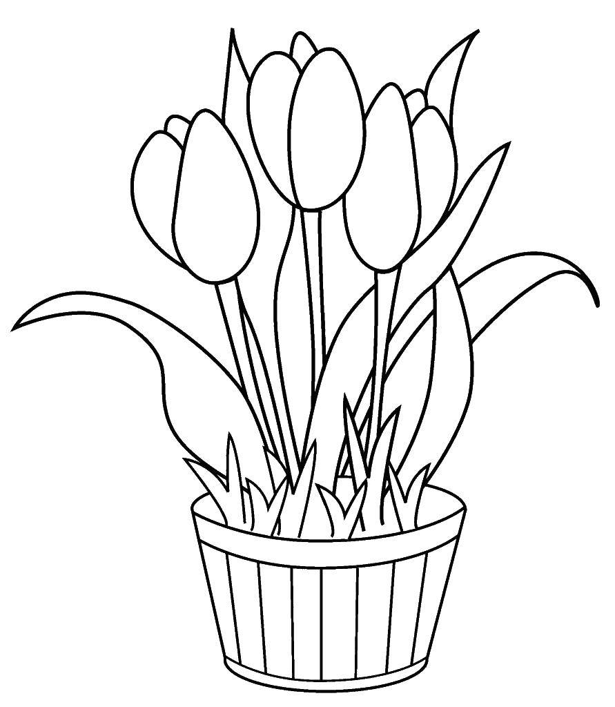 Название: Раскраска Тюльпаны в горшке. Категория: растения. Теги: растения, природа, горшок.