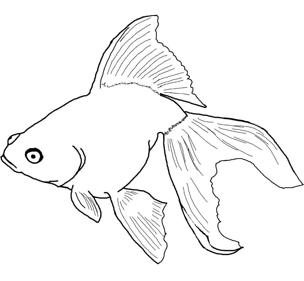 Название: Раскраска Золотая рыба. Категория: рыбы. Теги: рыба, плавник, хвост.
