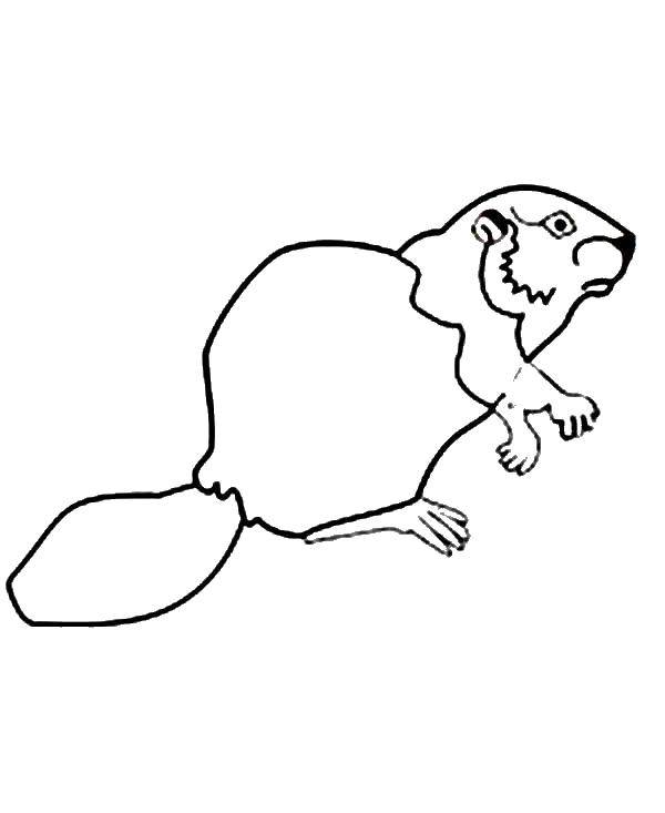 Coloring Beaver. Category Animals. Tags:  beaver , tail, paws.