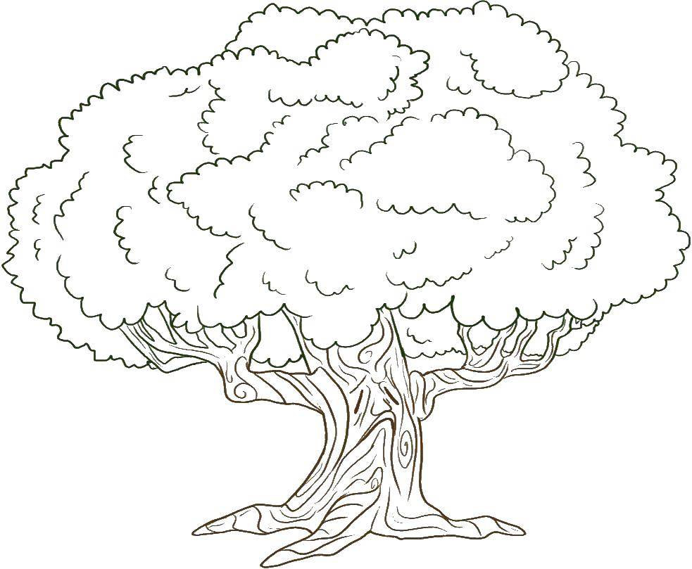 Coloring Big tree and crown. Category The contour of the tree. Tags:  tree, crown, trunk.
