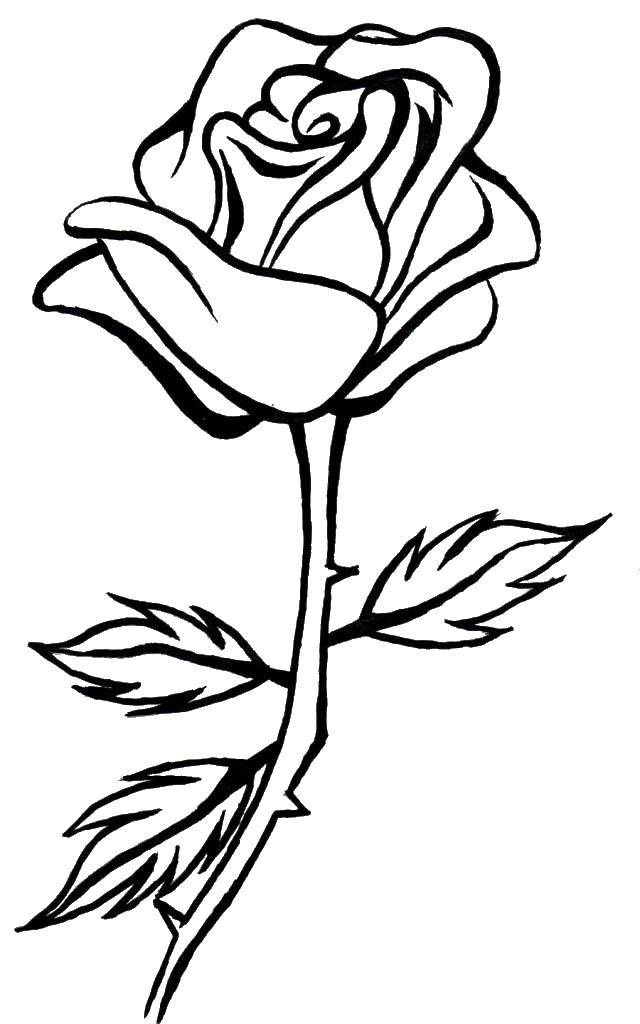 Название: Раскраска Бутончик розы. Категория: Контуры розы. Теги: Цветы, розы.