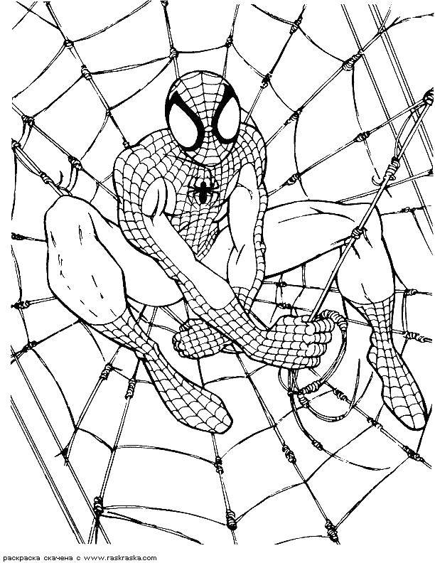 Название: Раскраска Человек паук сел на паутину. Категория: человек паук. Теги: Комиксы, Спайдермэн, Человек Паук.