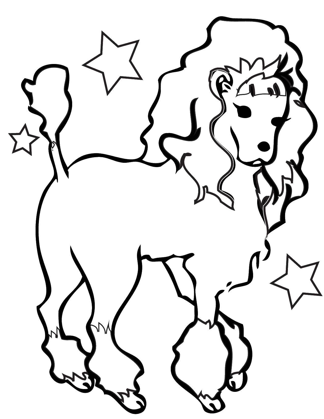 Coloring Wonderful poodle among the stars. Category animals. Tags:  Animals, dog, poodle.