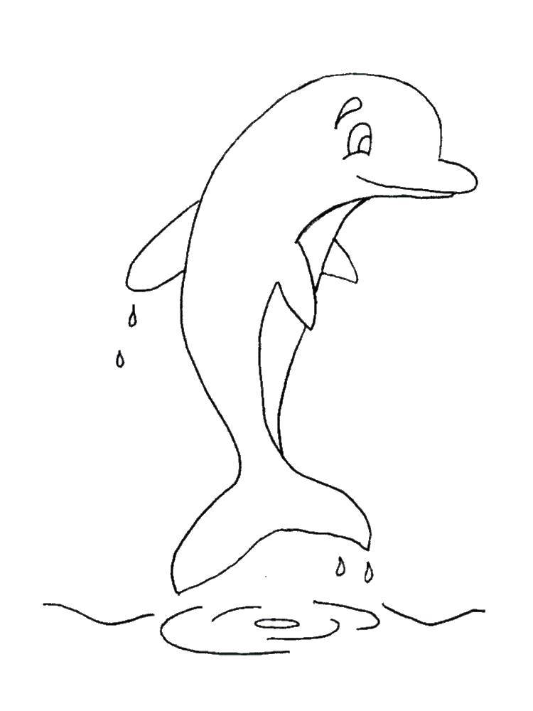 Название: Раскраска Дельфин и капли воды. Категория: дельфин. Теги: дельфин, вода, капли.