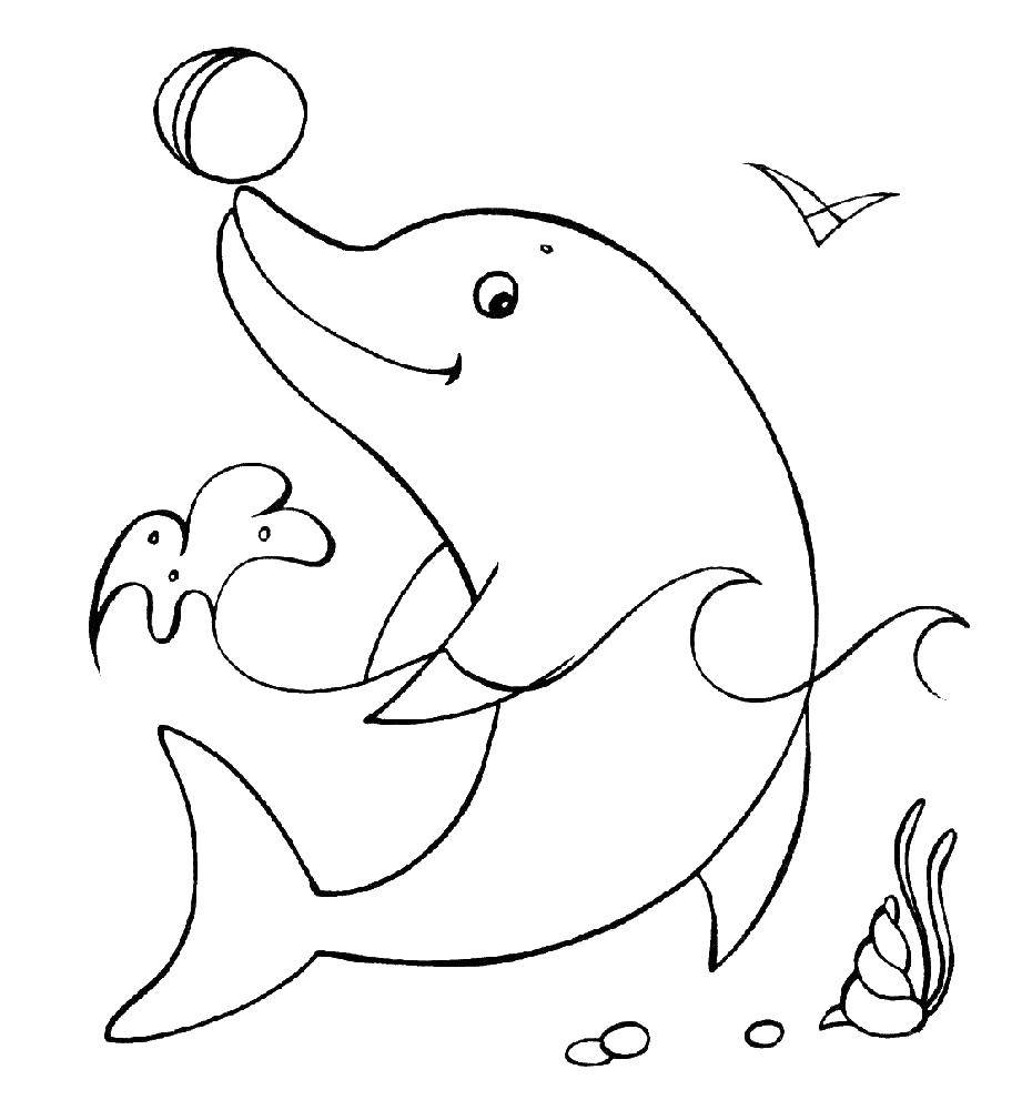 Название: Раскраска Дельфин и мяч. Категория: дельфин. Теги: дельфин, раковина, мяч.