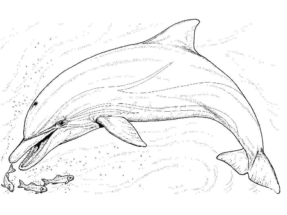 Название: Раскраска Дельфин и рыбки. Категория: дельфин. Теги: дельфин, рыбы, волны.
