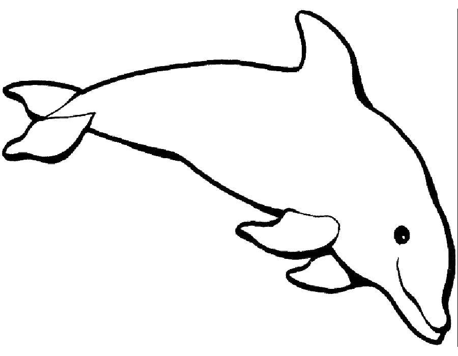 Название: Раскраска Дельфин любит плавать. Категория: дельфин. Теги: Подводный мир, дельфин.