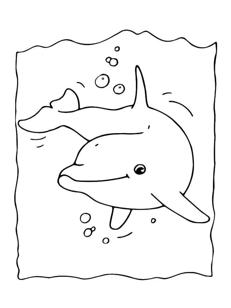 Название: Раскраска Дельфин плавает. Категория: дельфин. Теги: Подводный мир, дельфин.