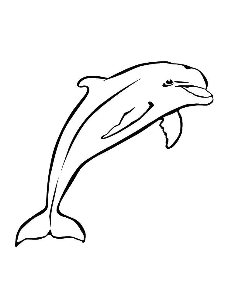 Название: Раскраска Дельфин прыгает. Категория: дельфин. Теги: Подводный мир, дельфин.