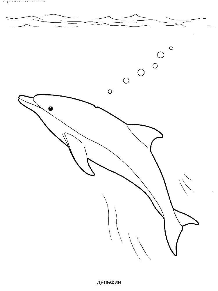 Название: Раскраска Дельфин. Категория: дельфин. Теги: Подводный мир, дельфин, океан.